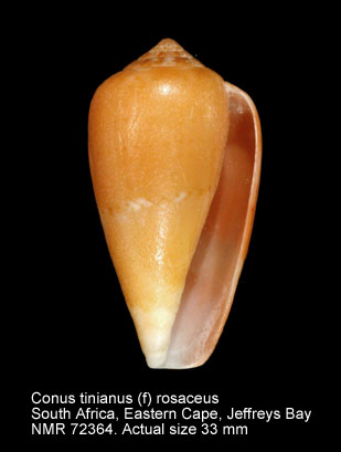 Conus tinianus (f) rosaceus.jpg - Conus tinianus (f) rosaceusDillwyn,1817